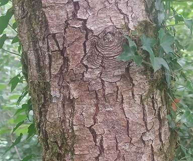 Bark and ivy, close up, in a Welsh woodland