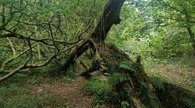 Welsh woodland, roots and lush green undergrowth